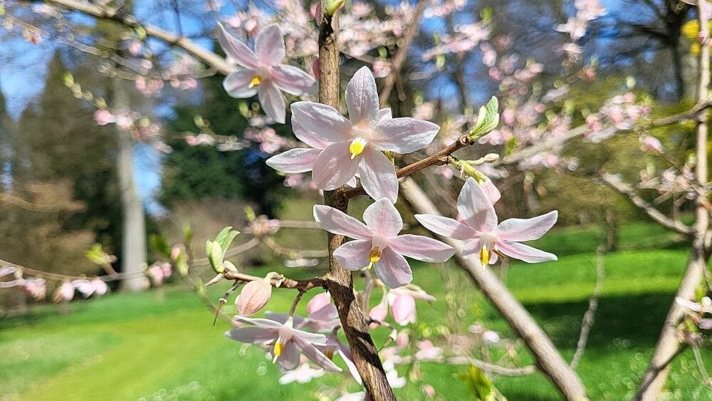 Melliodendron xylocarpum — houseplant care guide