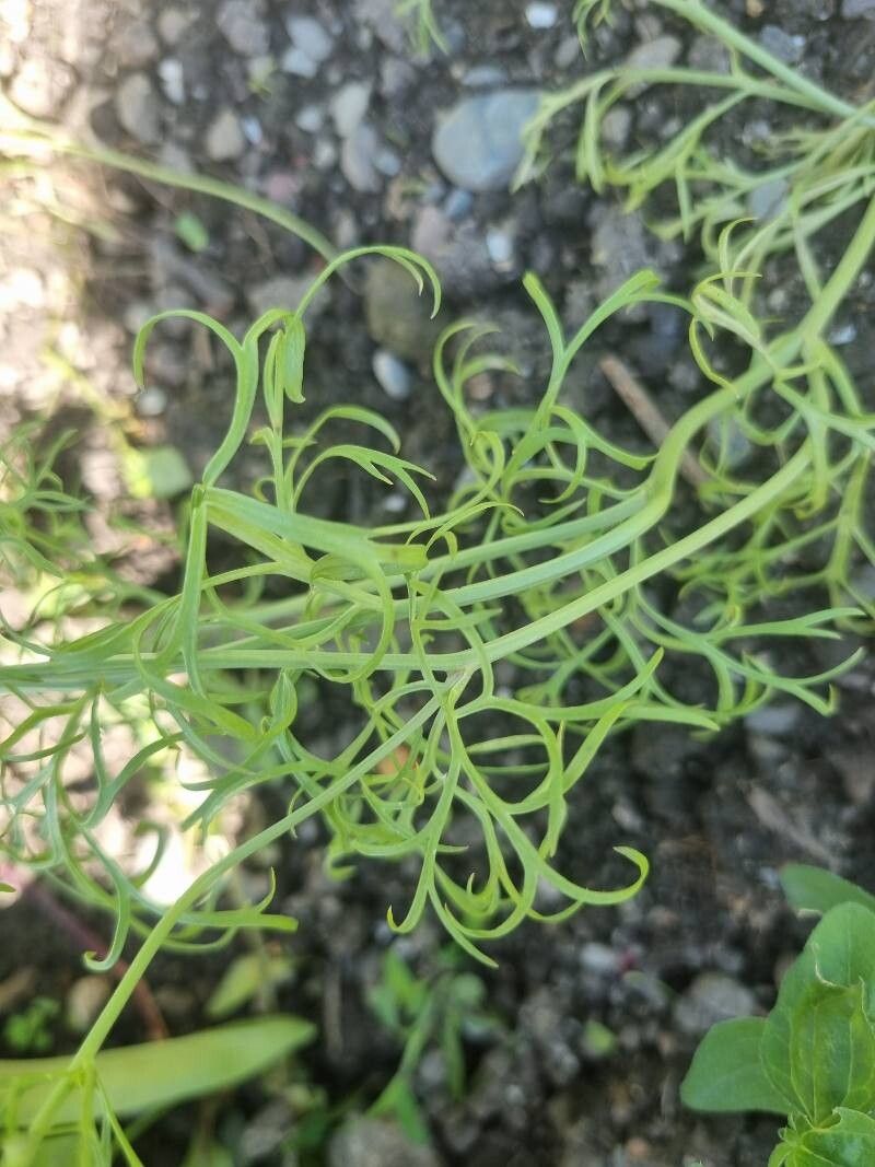 Nigella papillosa — search result for 'Nigella'