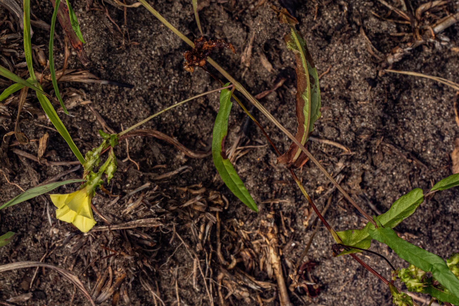 Xenostegia alatipes habit