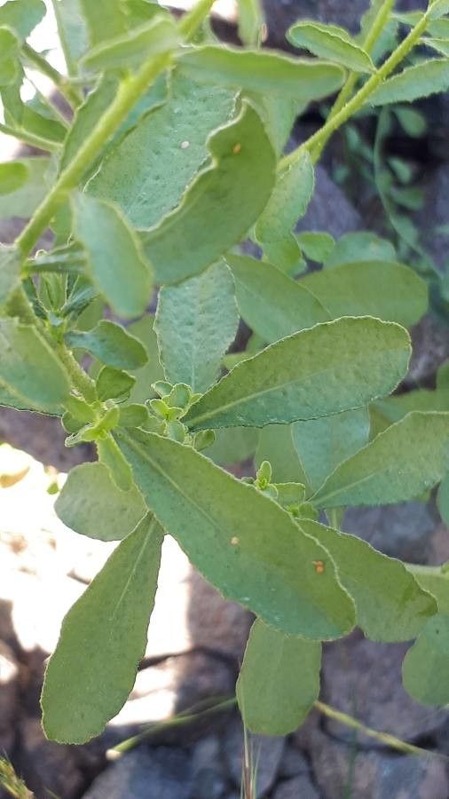 Haplophyllum tuberculatum leaf