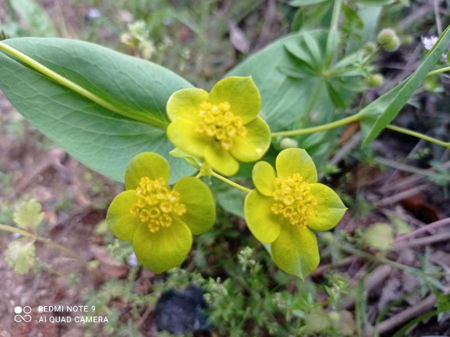 Bupleurum lancifolium flower
