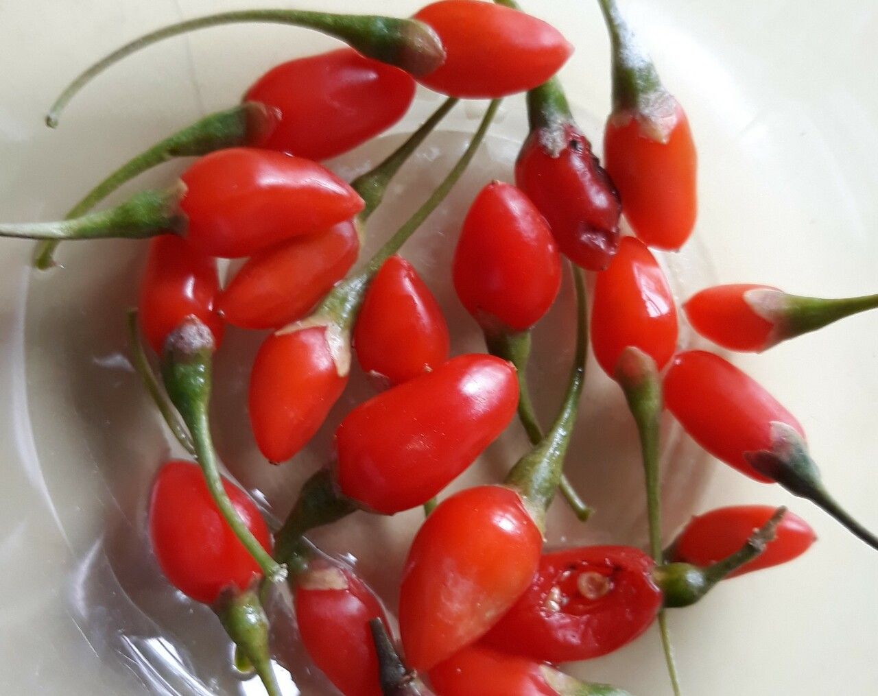 Lycium barbarum fruit