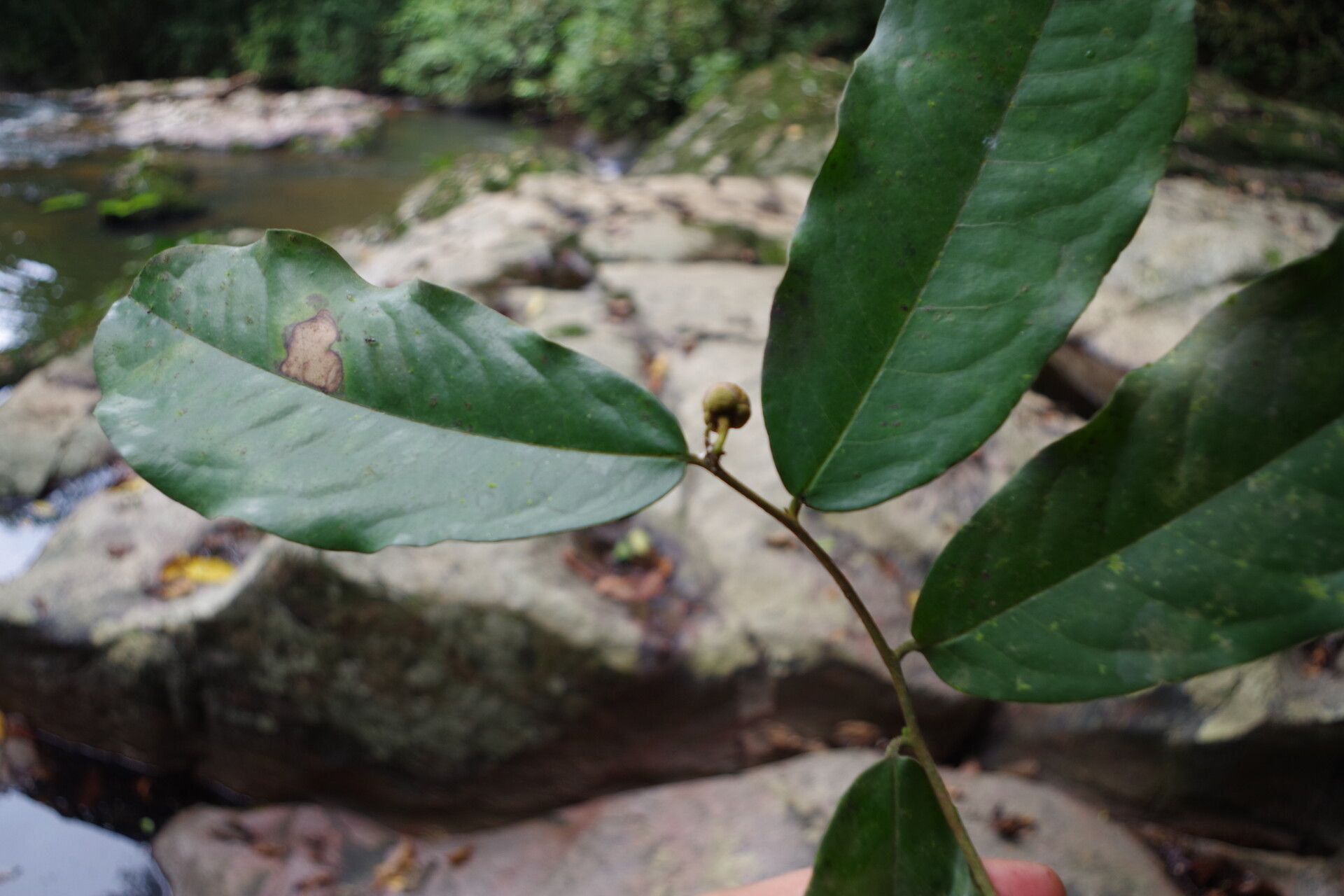 Uvaria obanensis — houseplant care guide