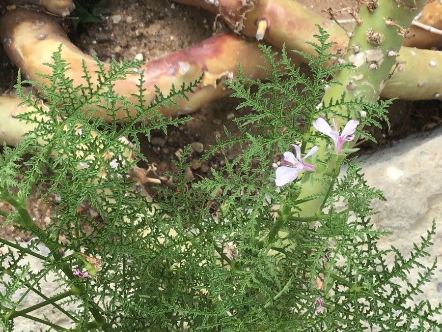 Pelargonium carnosum flower