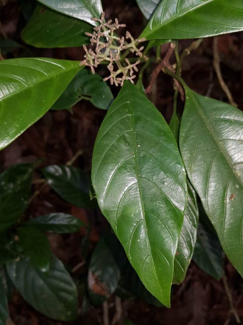 Palicourea calidicola leaf