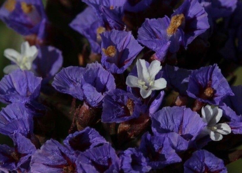 Limonium brassicifolium flower