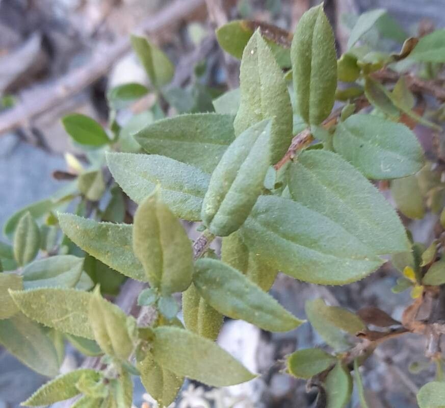 Mulguraea aspera — related species from the same genus