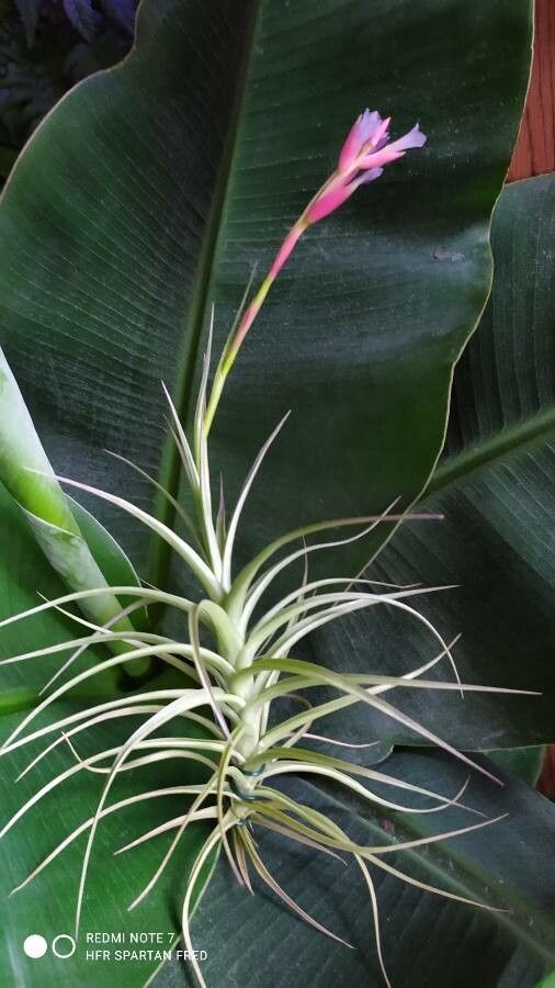 Tillandsia tenuifolia leaf