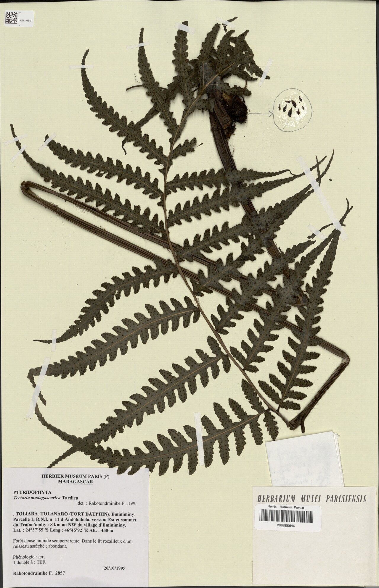 Tectaria madagascarica — houseplant care guide