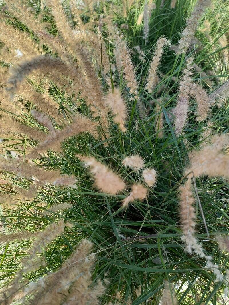 Pennisetum petiolare — search result for 'Pennisetum'