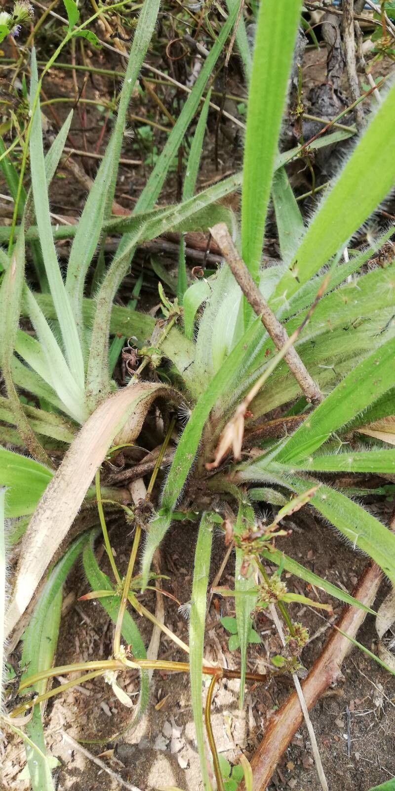 Sporobolus congoensis — search result for 'Sporobolus'