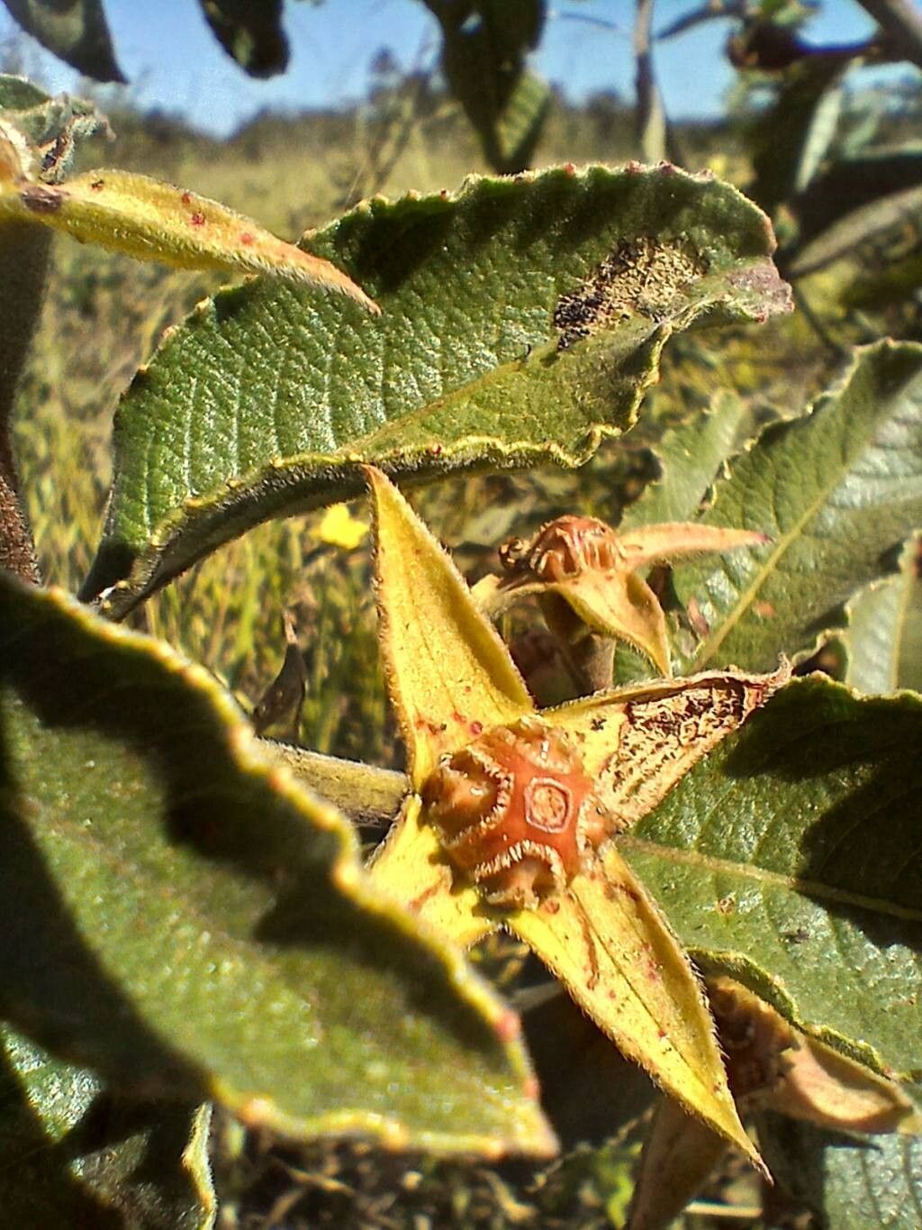 Ludwigia tomentosa — search result for 'Ludwigia'