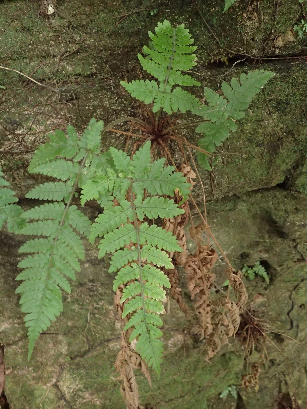 Parapolystichum barterianum habit