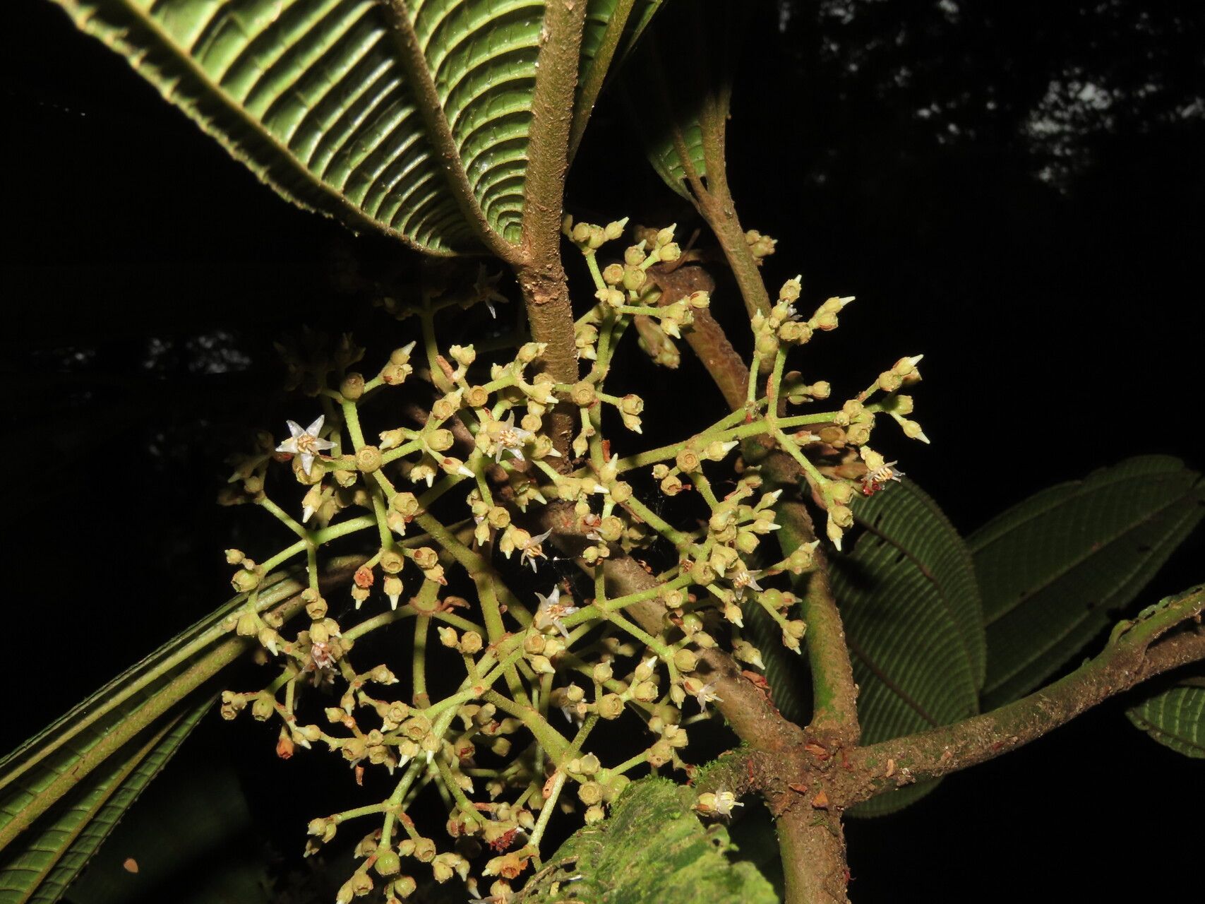 Miconia magnifolia flower