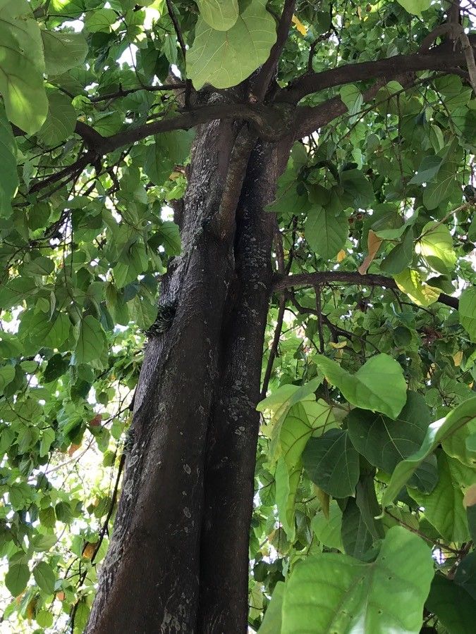 Pterygota alata bark