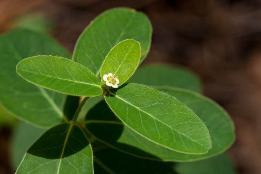 Euphorbia pubentissima — houseplant care guide