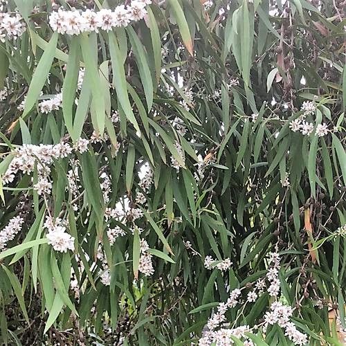 Agonis flexuosa flower
