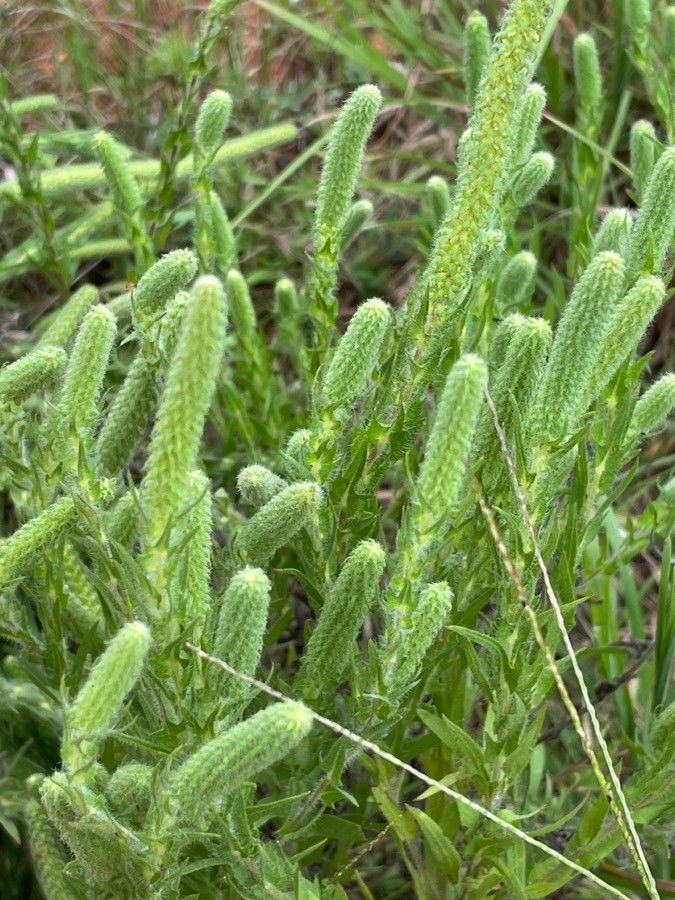 Ambrosia bidentata flower