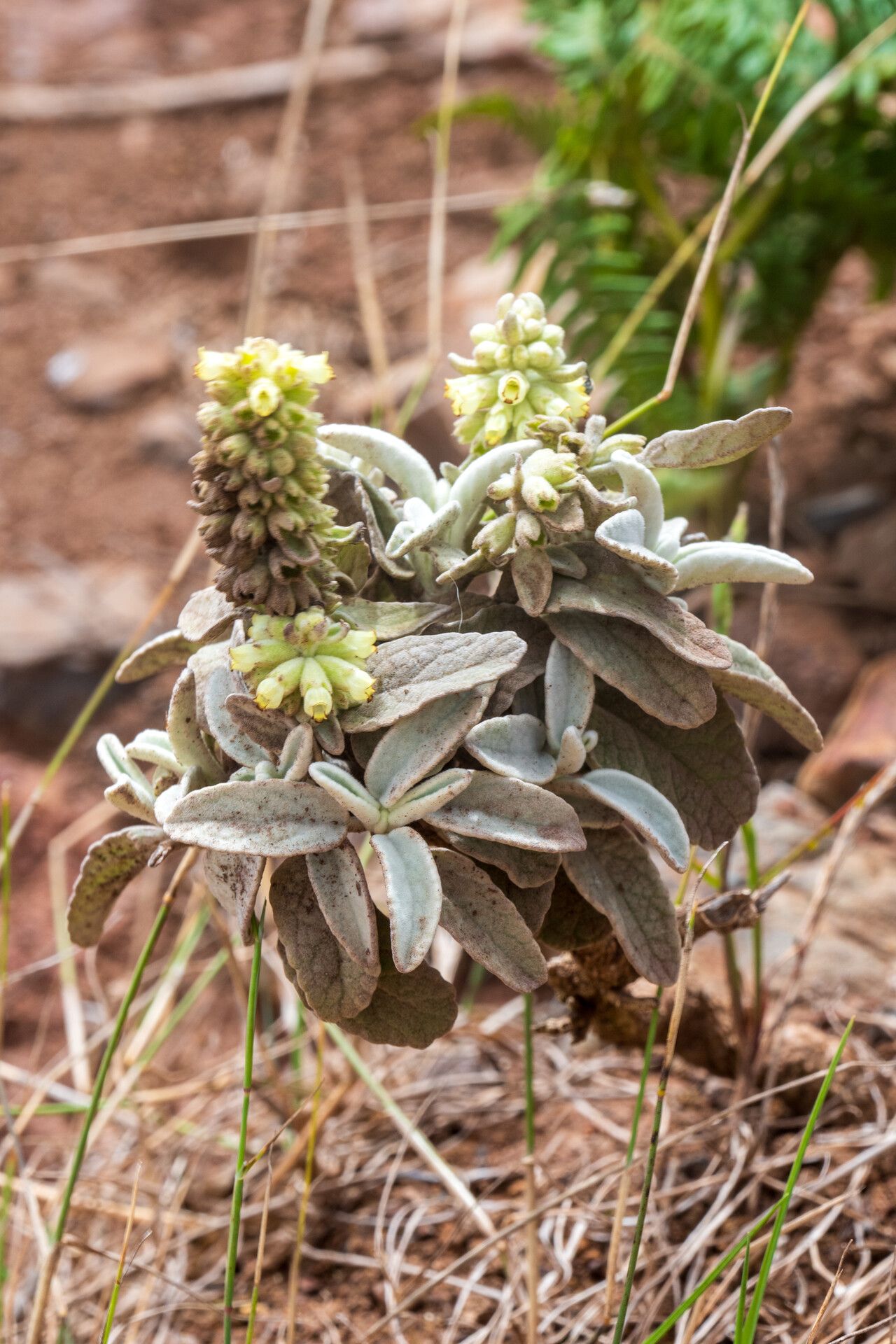 Sideritis brevicaulis flower
