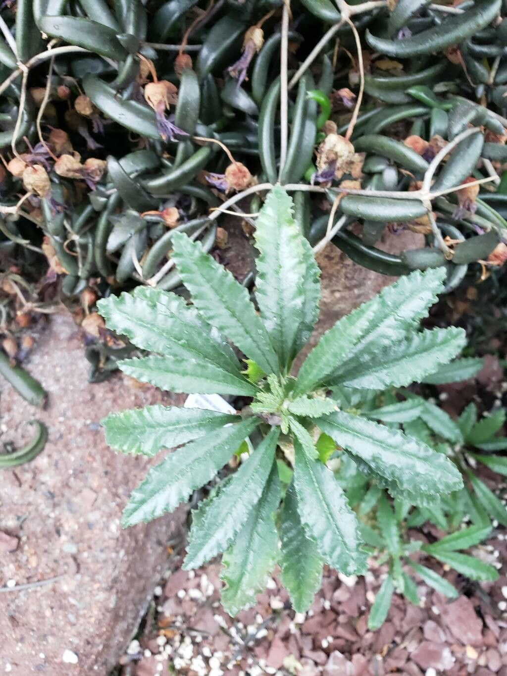 Dorstenia lavrani — search result for 'Dorstenia'