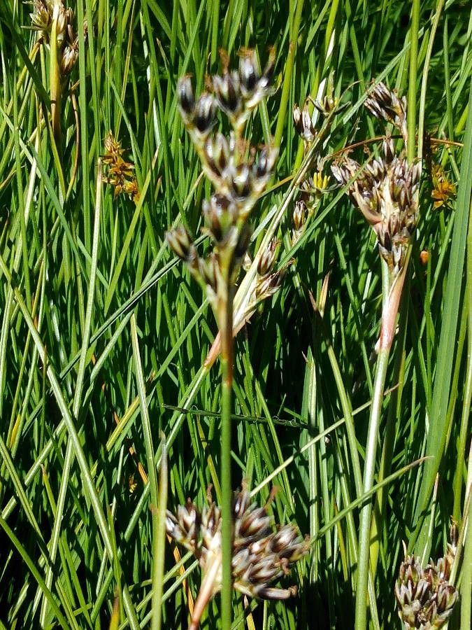 Juncus squarrosus fruit