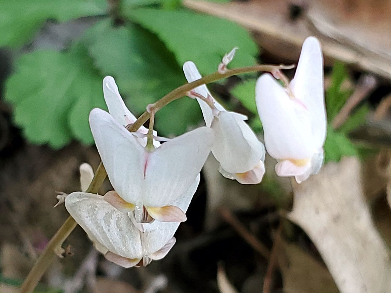 Dicentra cucullaria flower