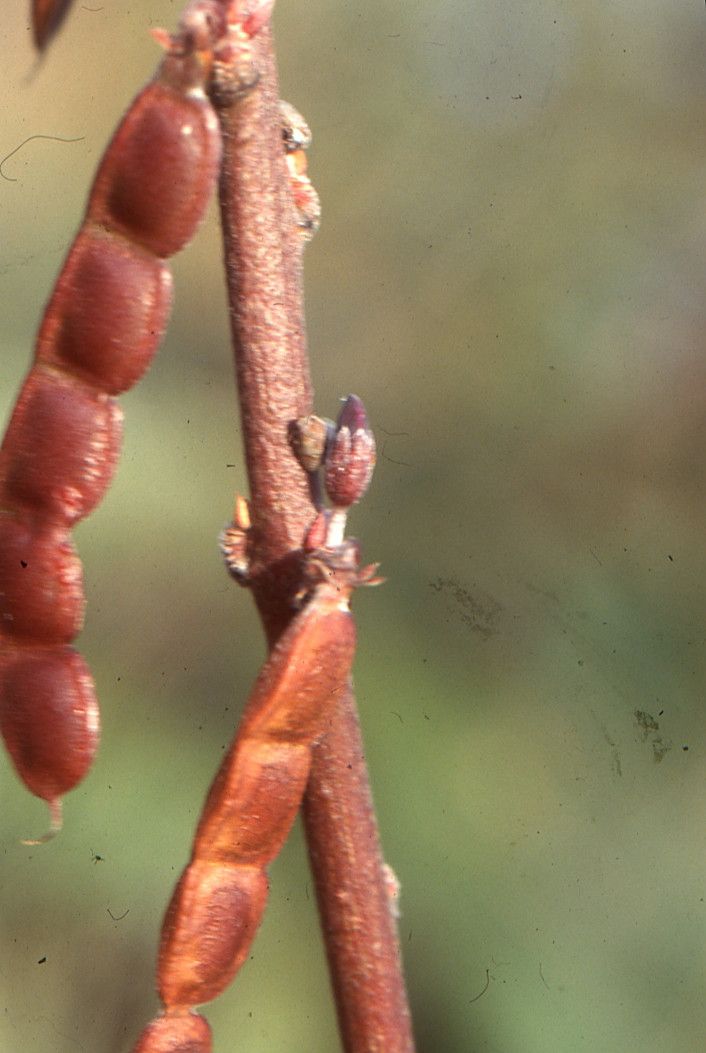 Desmodium triflorum fruit