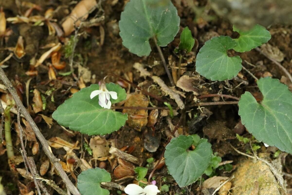Viola sieboldii flower