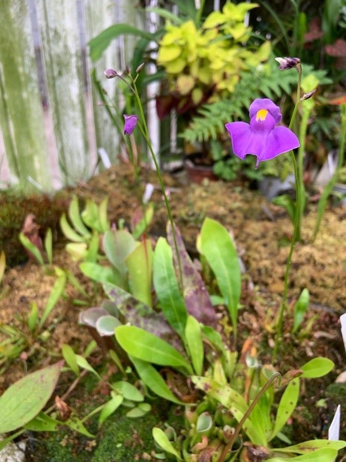 Utricularia longifolia habit