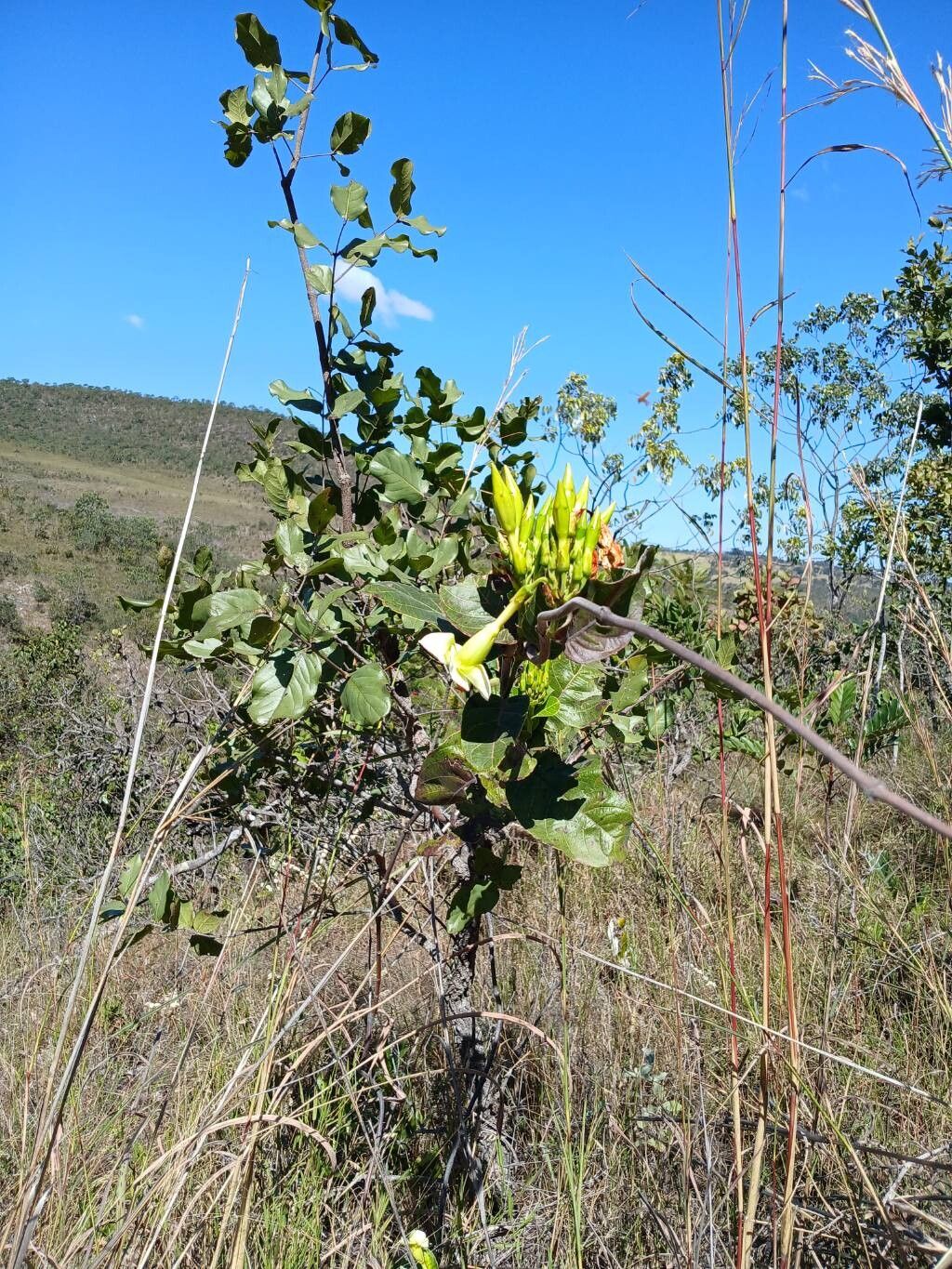 Mandevilla antennacea other