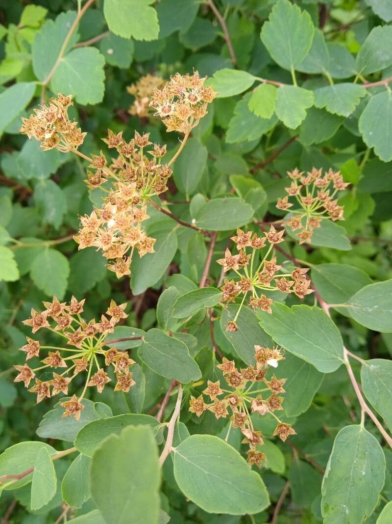 Spiraea × vanhouttei fruit