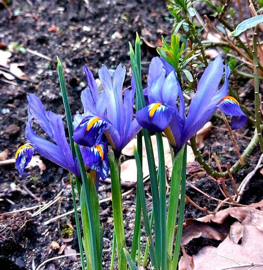 Iris reticulata flower