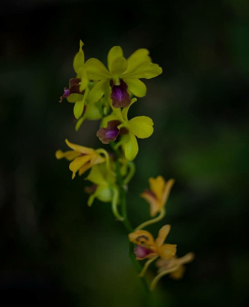 Spathoglottis pubescens — search result for 'Spathoglottis'