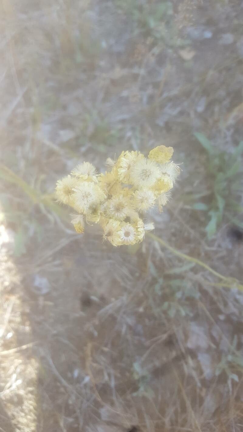 Helichrysum arenarium fruit