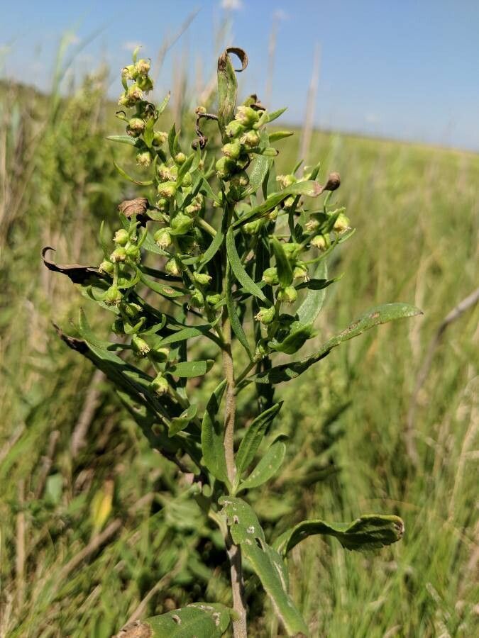 Iva frutescens flower
