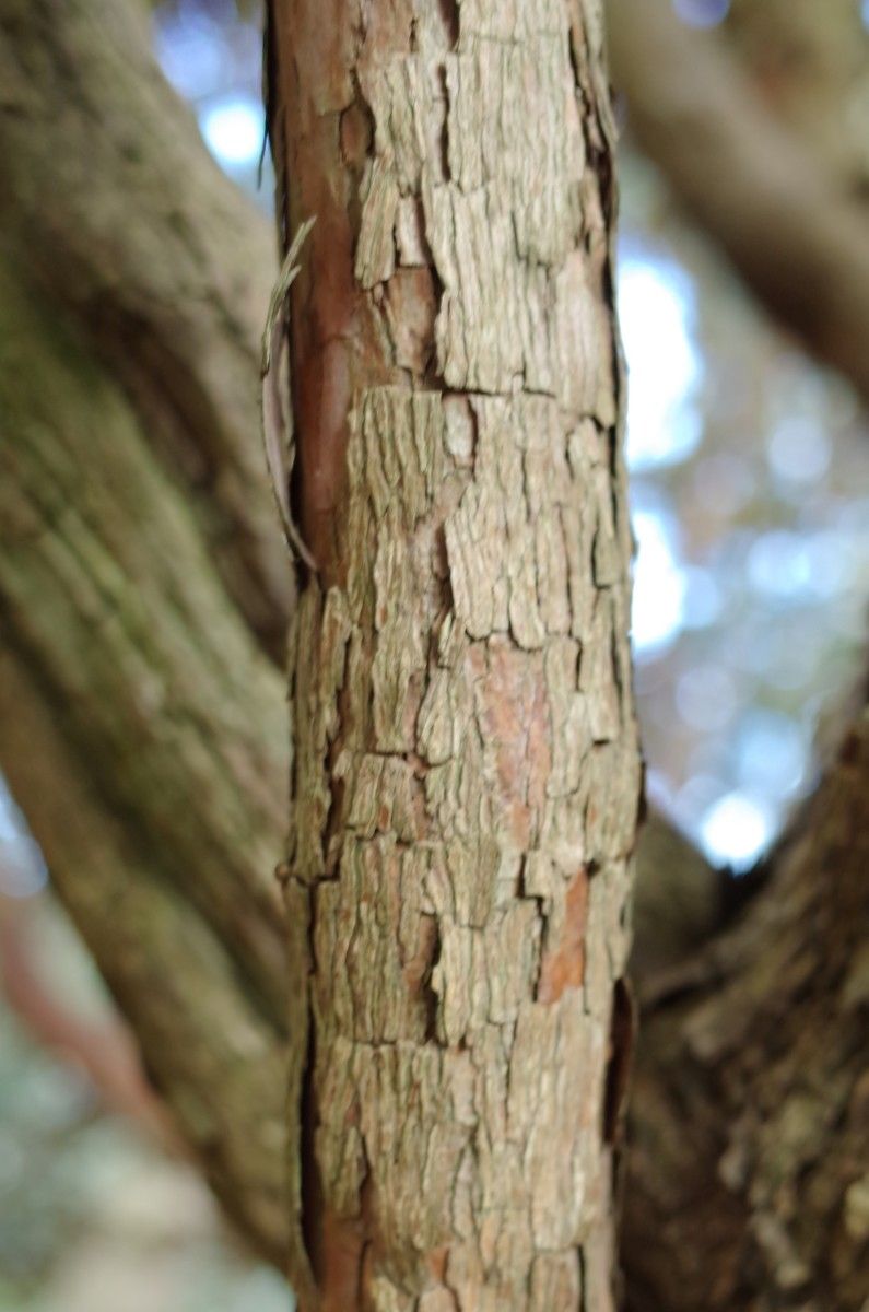 Rhododendron macabeanum bark