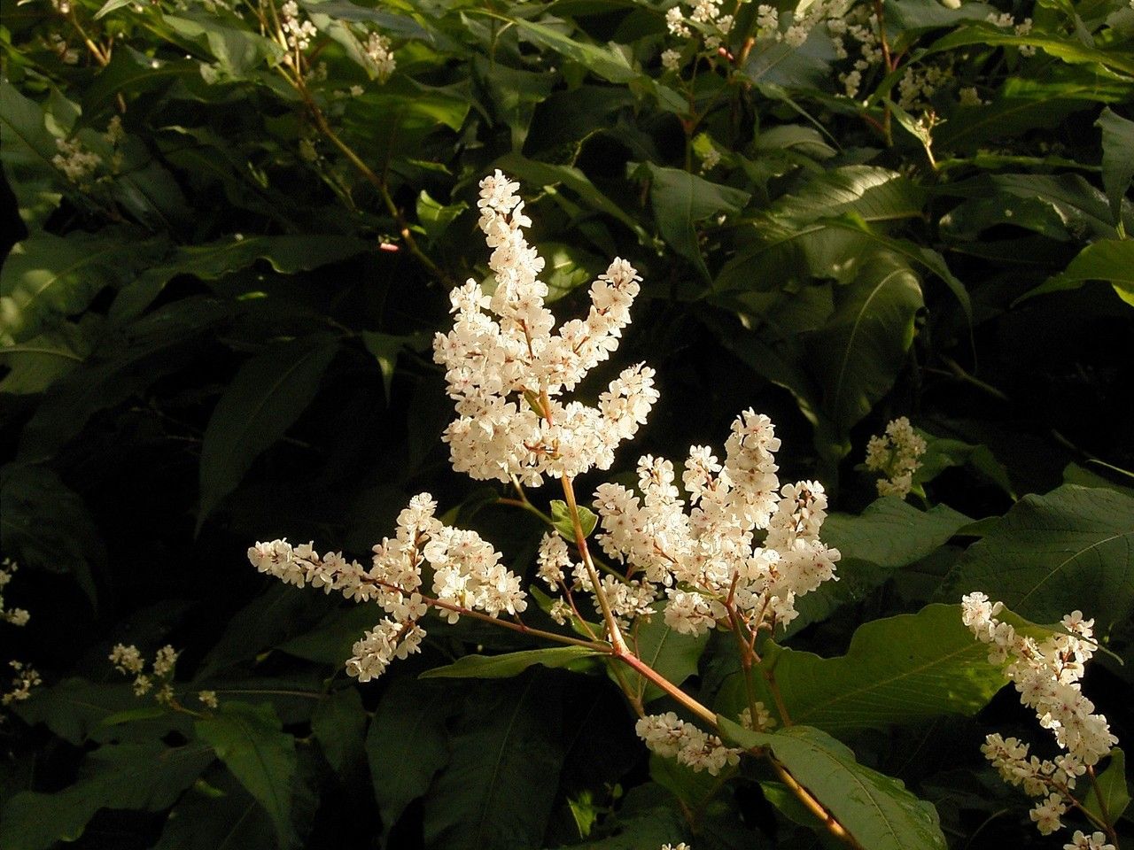 Persicaria wallichii fruit