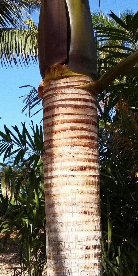 Satakentia liukiuensis bark