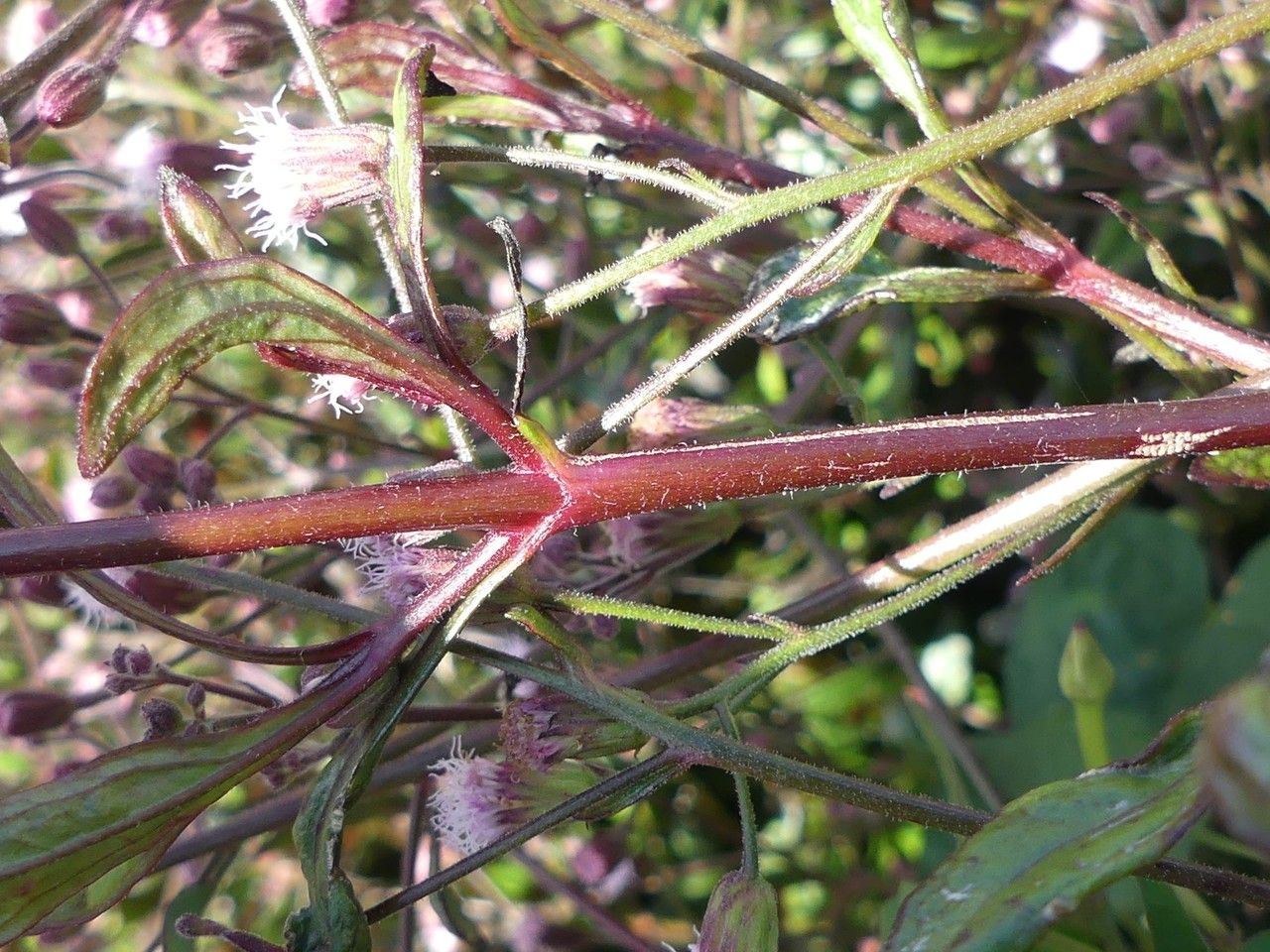 Ayapana triplinervis bark