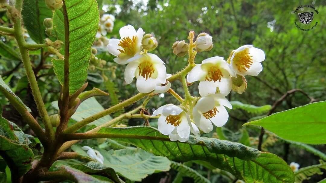 Saurauia montana flower