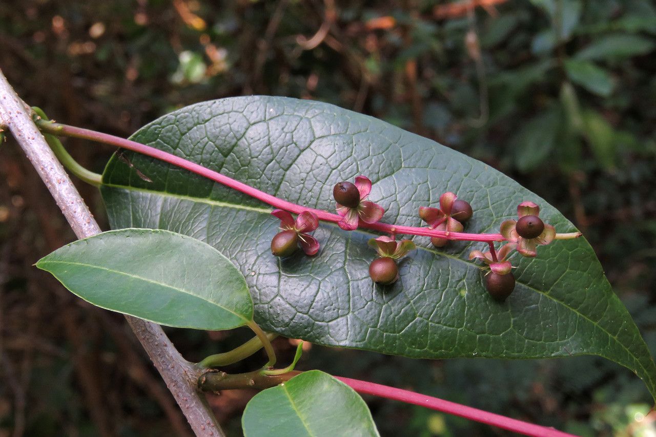 Trichostigma octandrum fruit