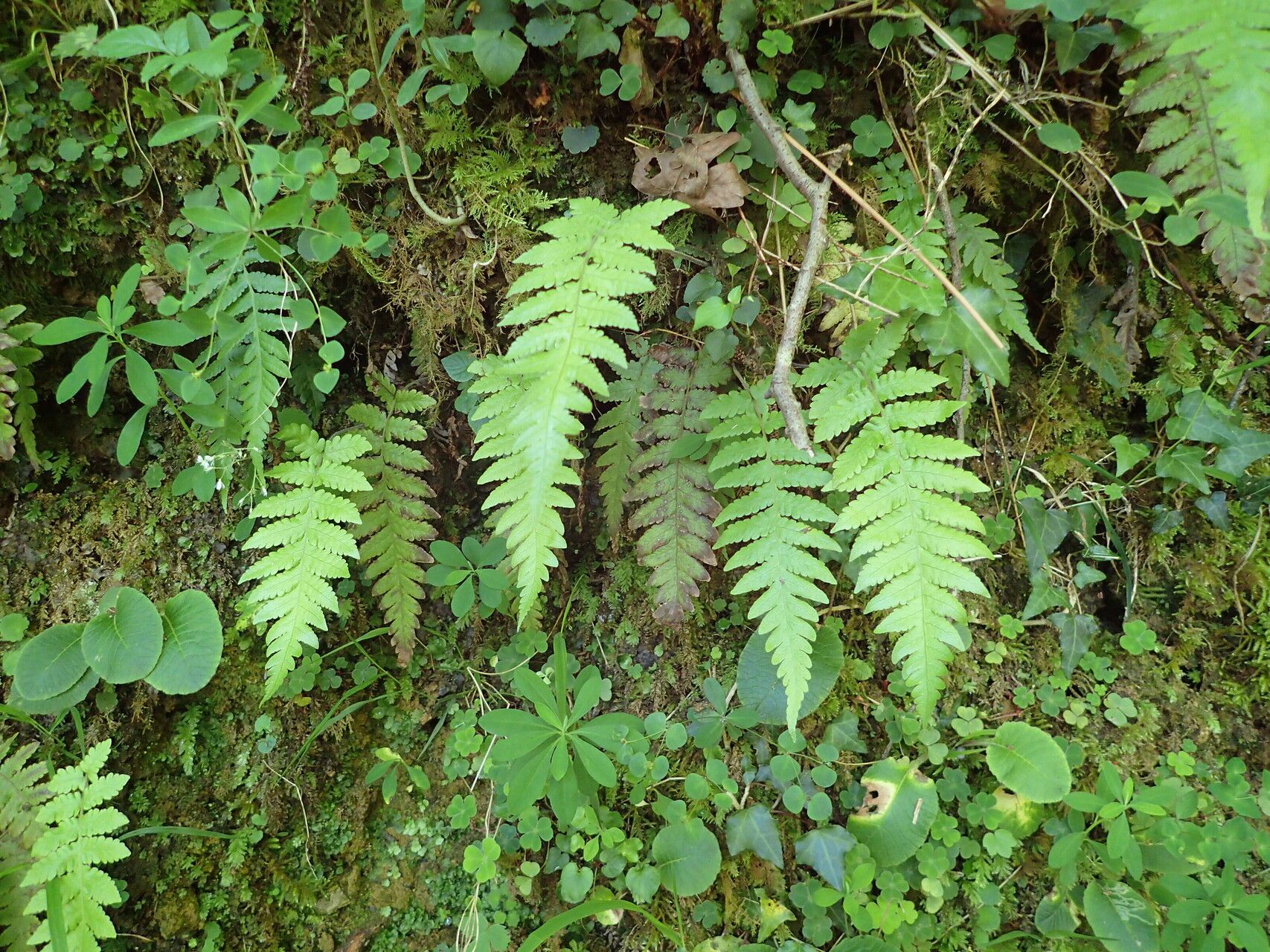 Thelypteris pozoi habit