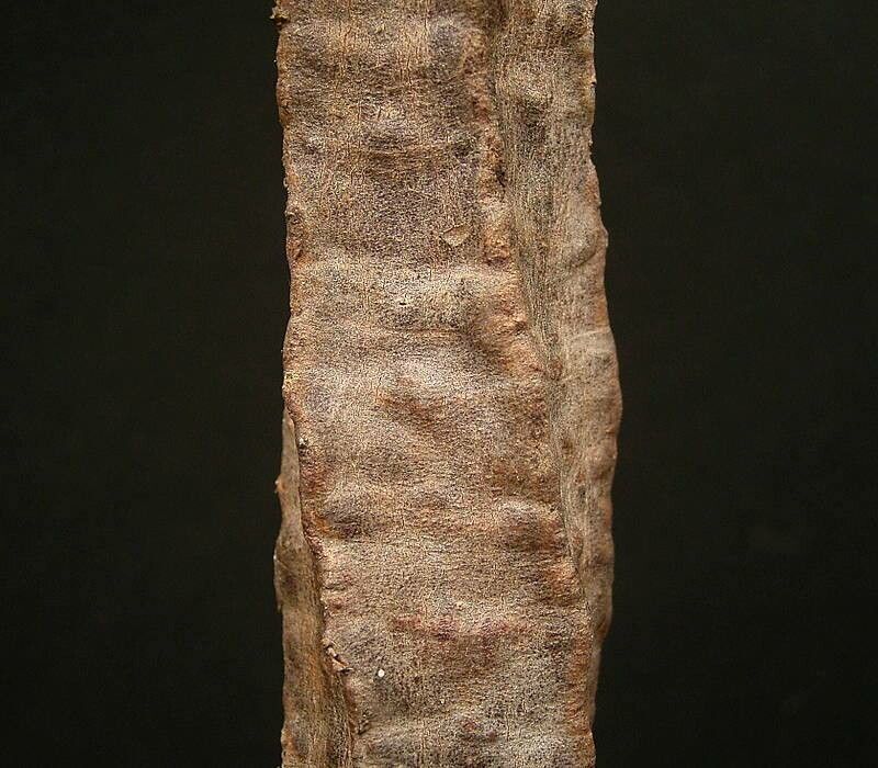 Euphorbia aureoviridiflora bark