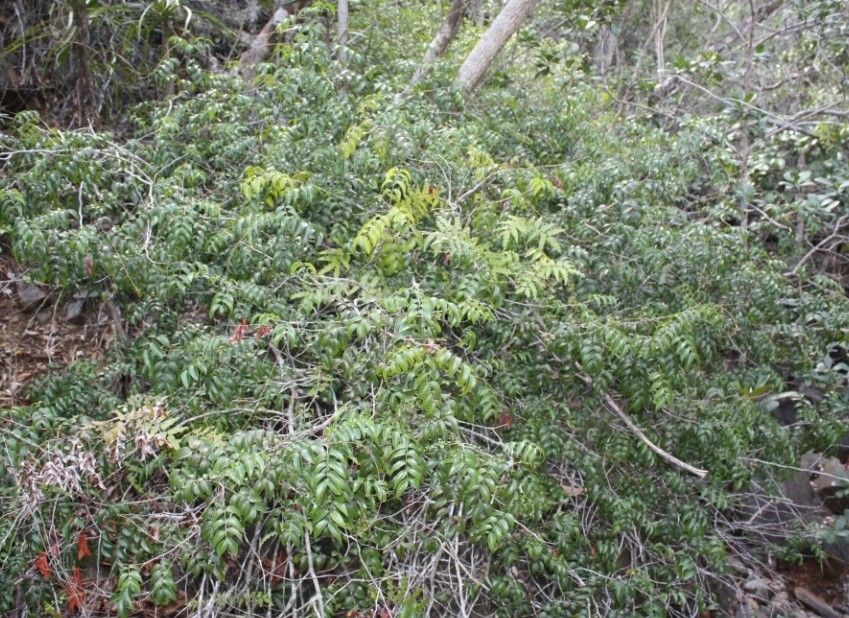 Cupaniopsis glabra habit