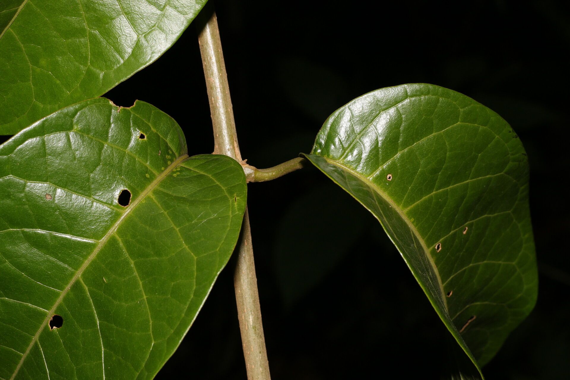 Aegiphila laevis bark