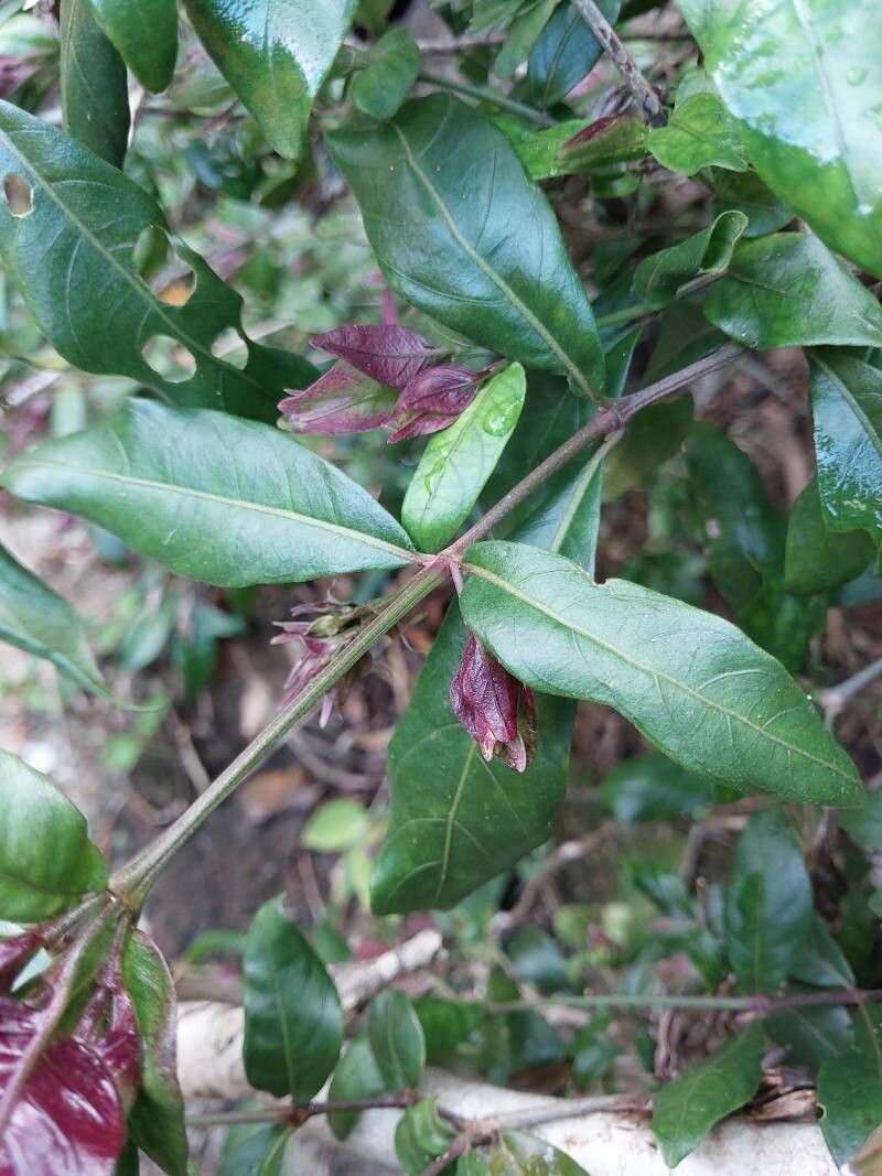 Hypoestes pulchra — houseplant care guide