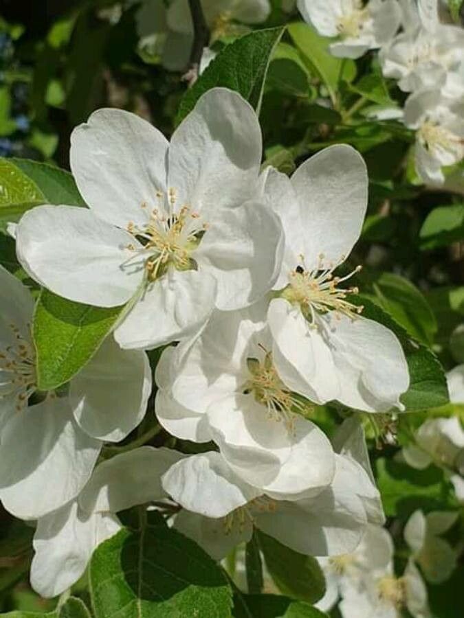 Crataegus germanica flower