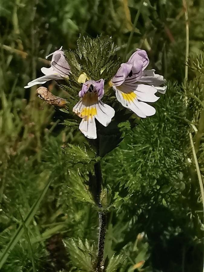 Euphrasia officinalis — search result for 'Orobanchaceae'