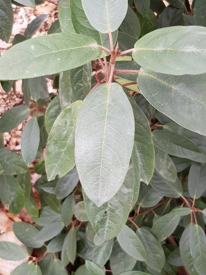 Viburnum cylindricum — search result for 'Viburnum'