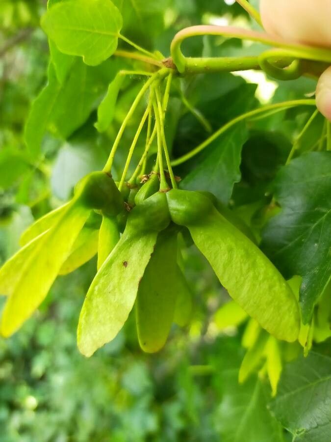 Acer barbinerve fruit